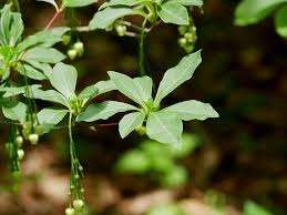 アブラツツジ | ブログ | 大阪の自然植栽専門店Aonosumika