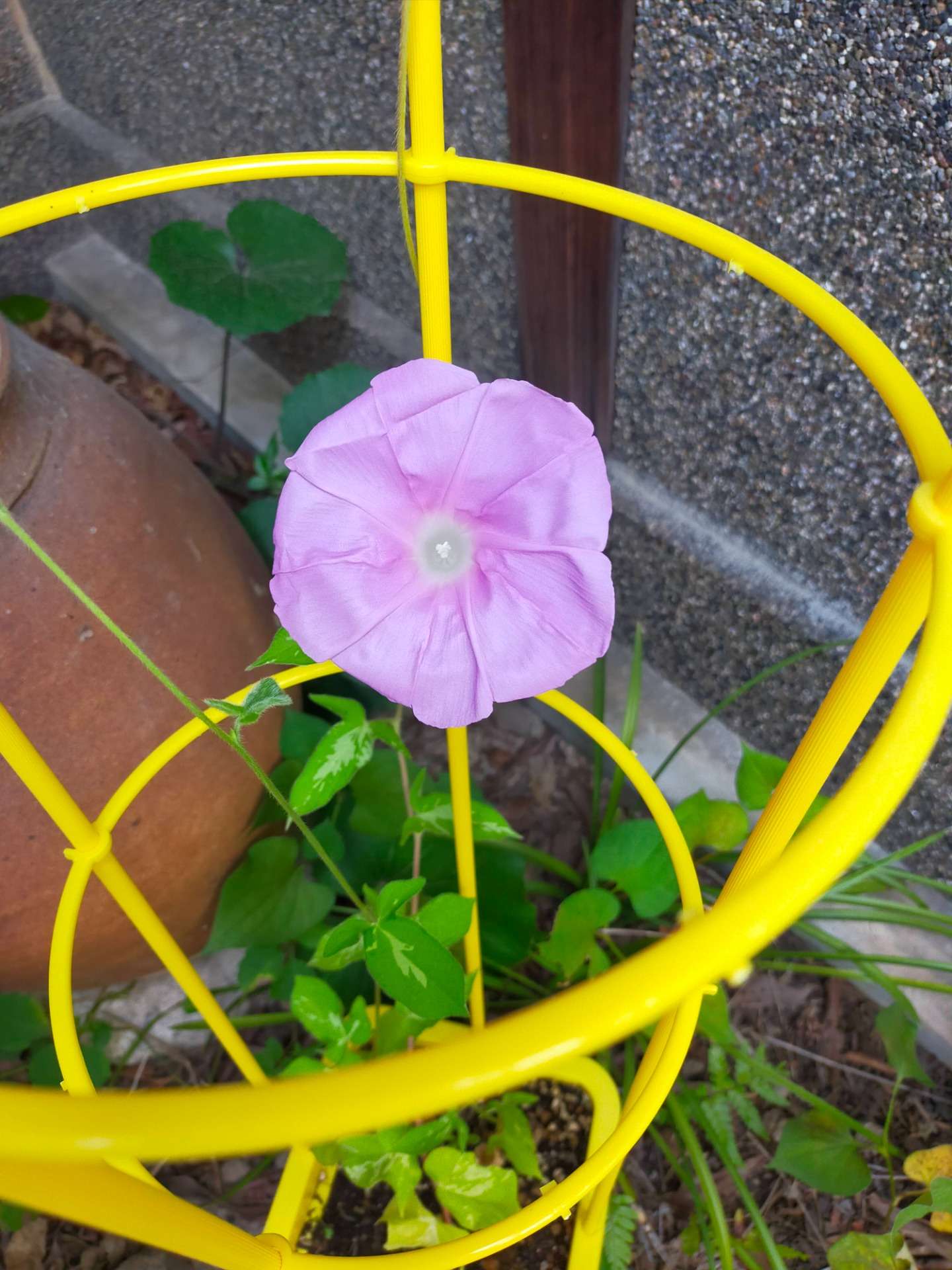 朝顔の花が咲きました！休みの間の「水やり当番」 | ブログ | 大阪の