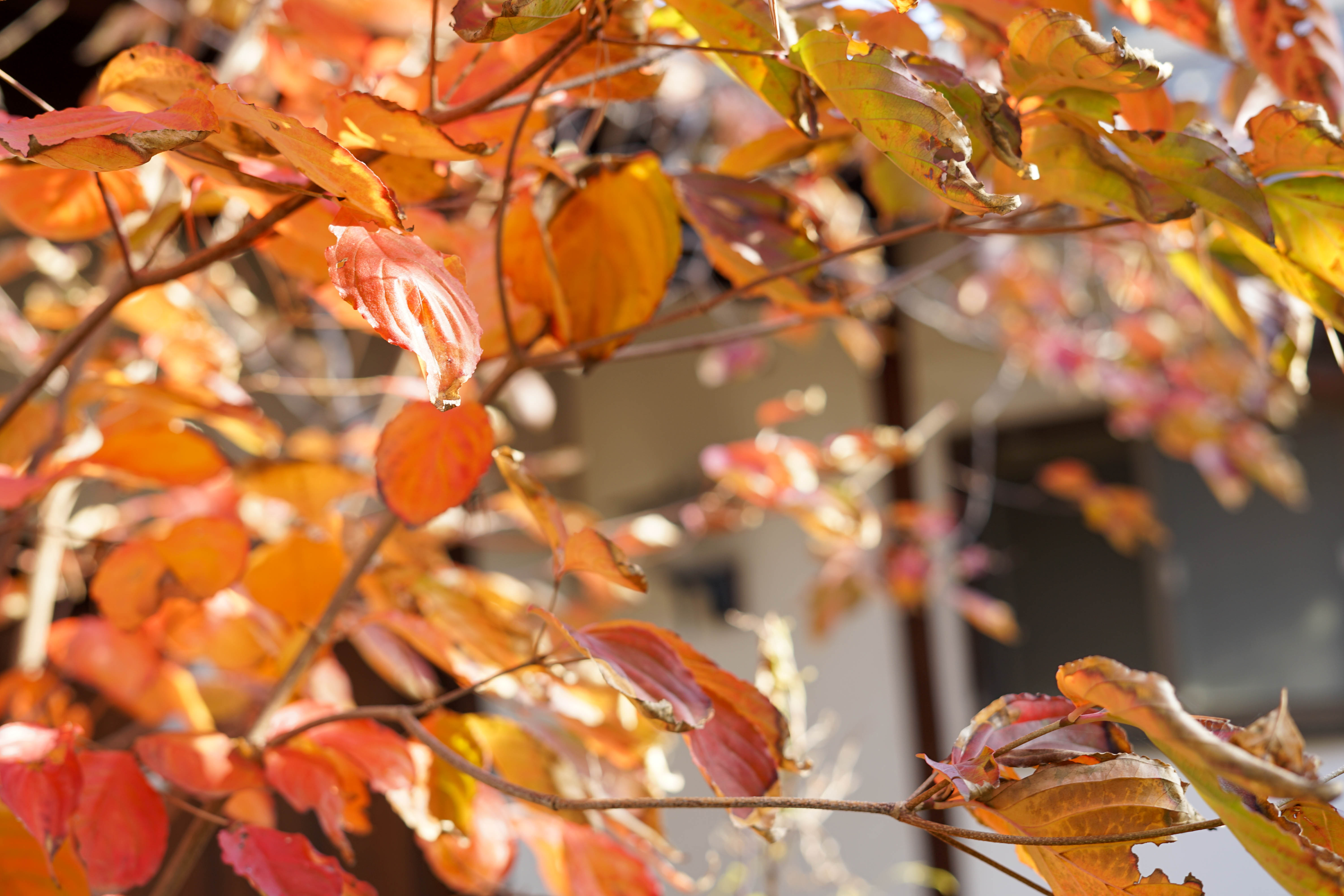 ヤマボウシの紅葉