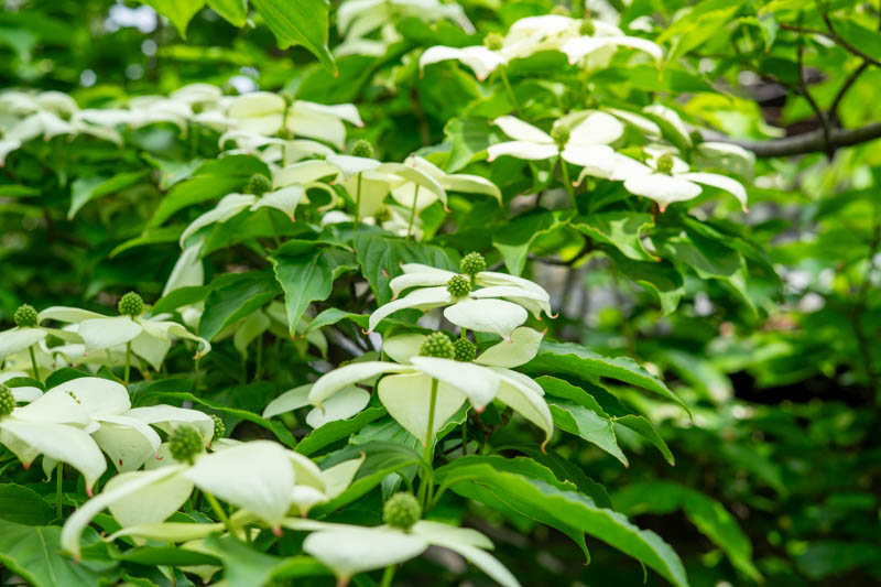 事務所に咲くヤマボウシの花