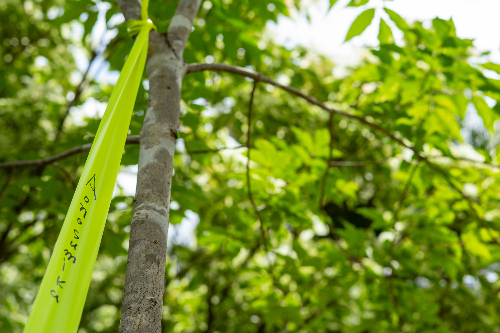 お庭のための樹木選び | ブログ | 大阪の自然植栽専門店Aonosumika