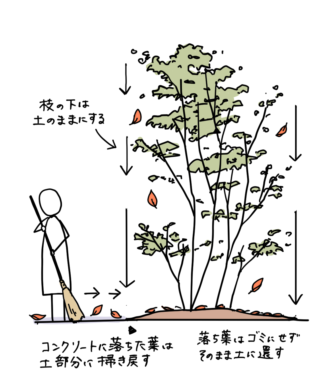 常緑樹だけの庭にすれば落ち葉掃きはいらない⁉ | ブログ | 大阪の自然