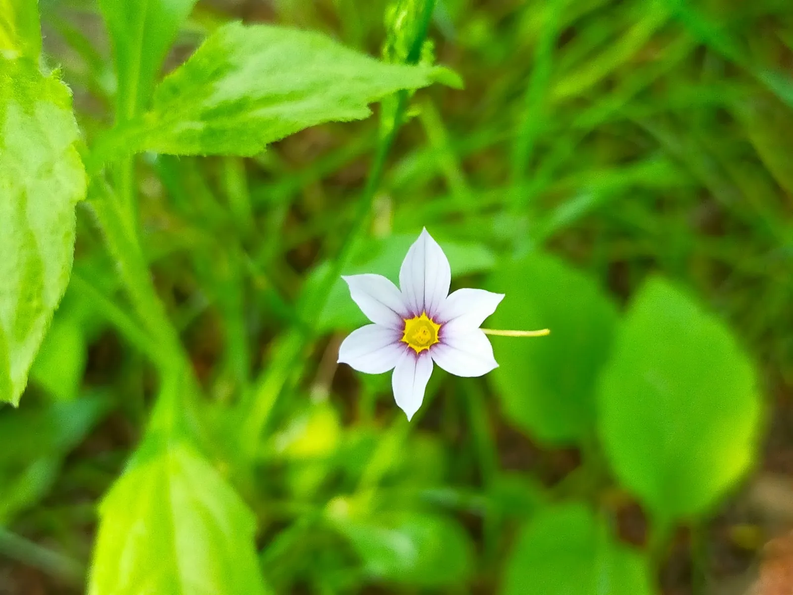 自然の効果