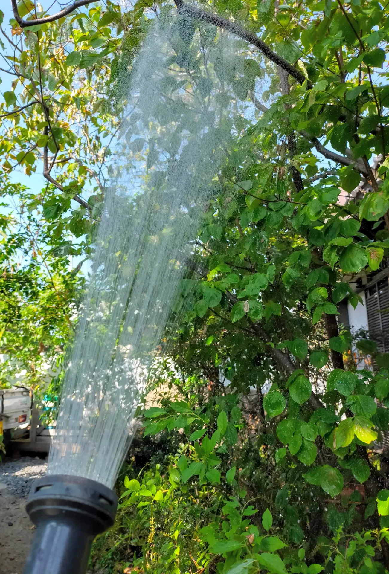 葉っぱにも水やりを！葉水で植物の水切れを防ぎましょう