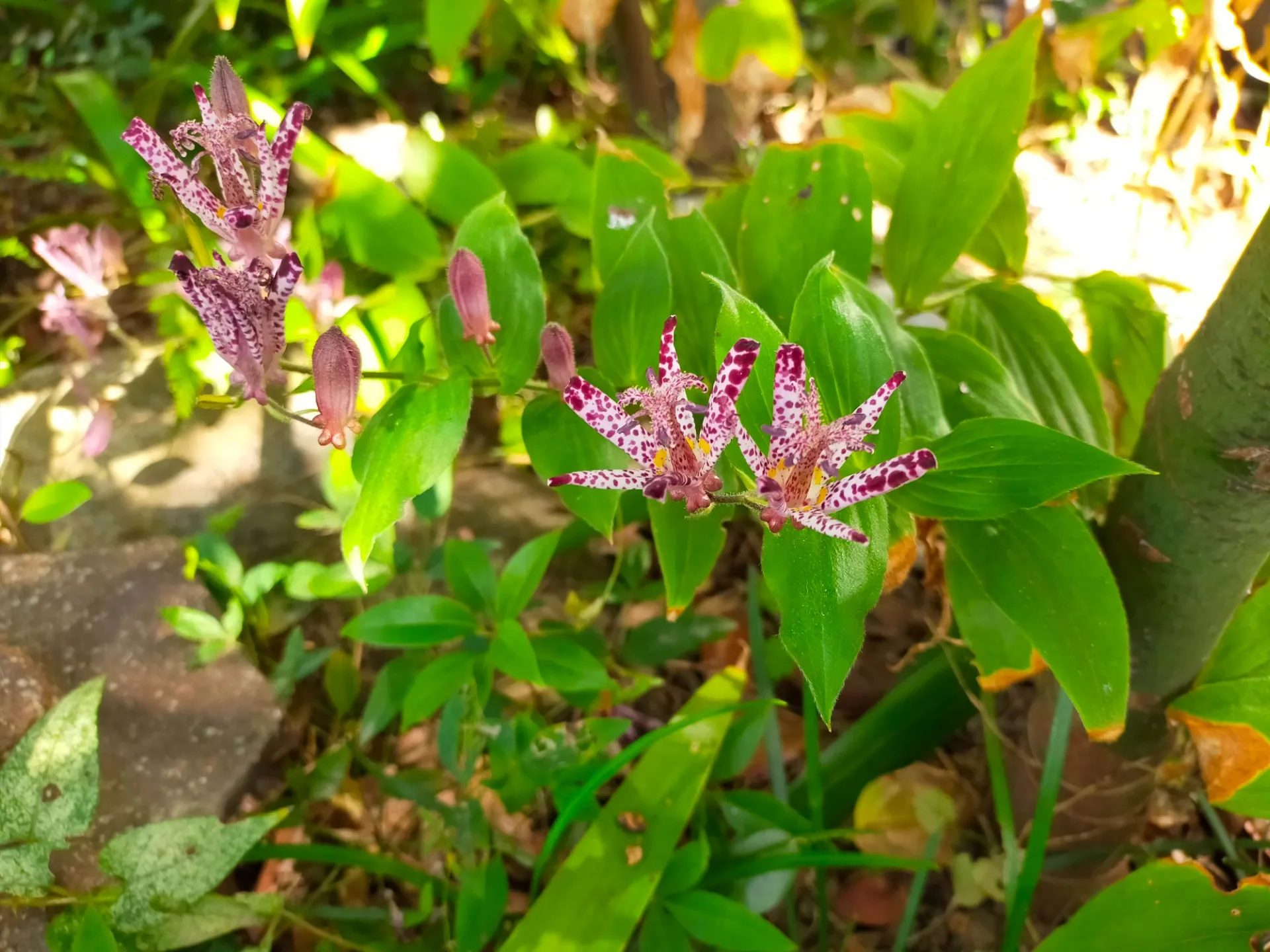 紅葉だけじゃない　足元に咲く秋の小さな花たち