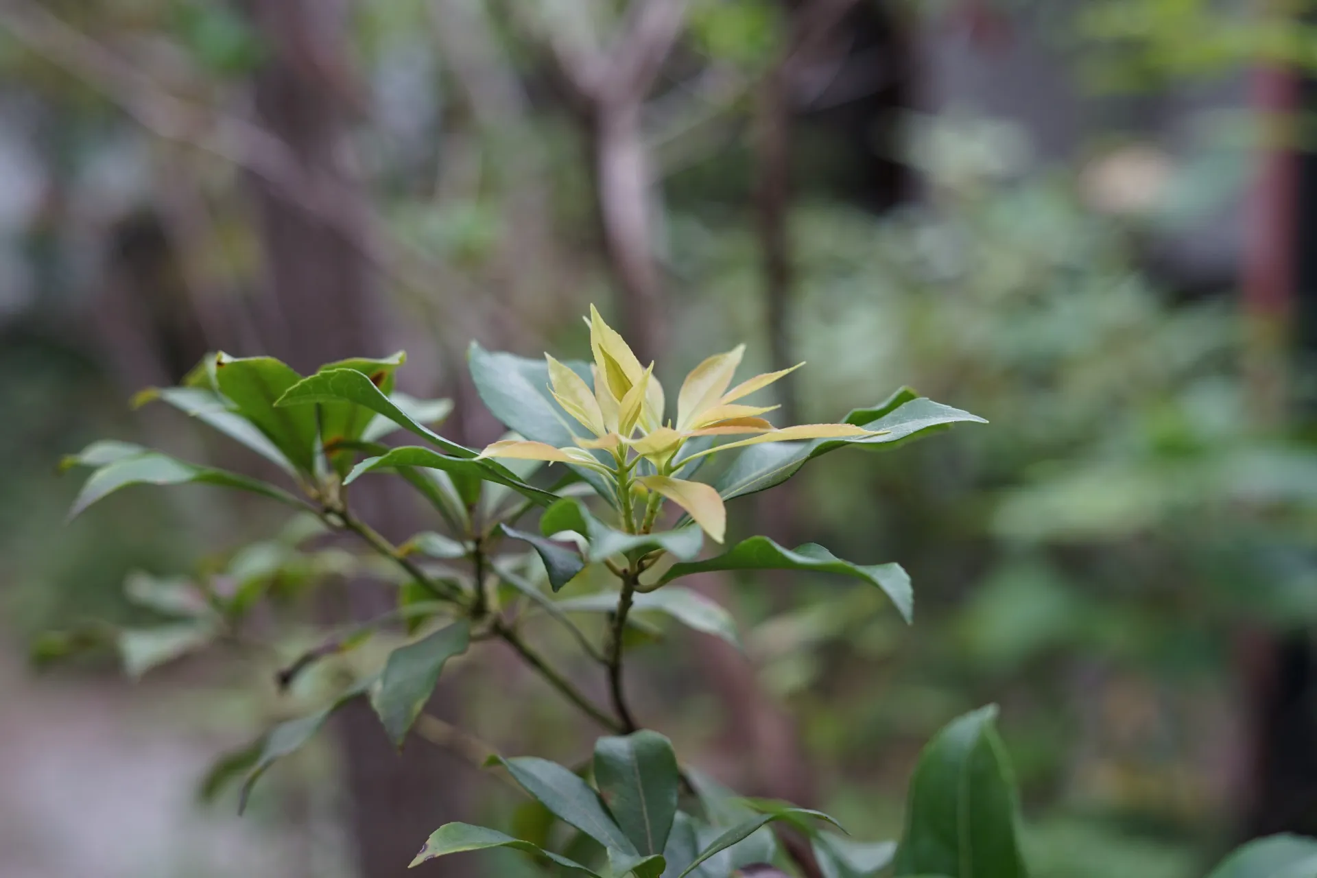 夏に弱った庭木が秋に新芽を出す理由と見守り方