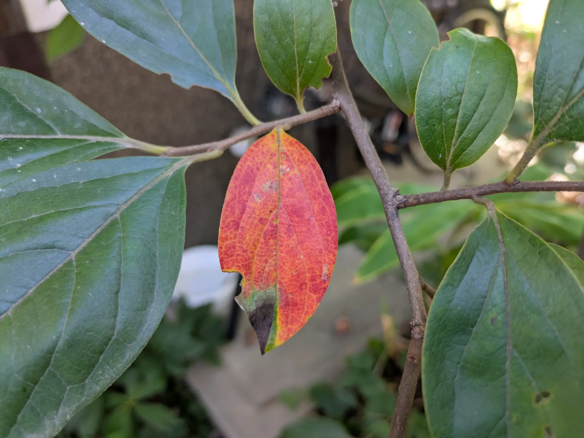 忙しい日こそ、庭でほっと一息