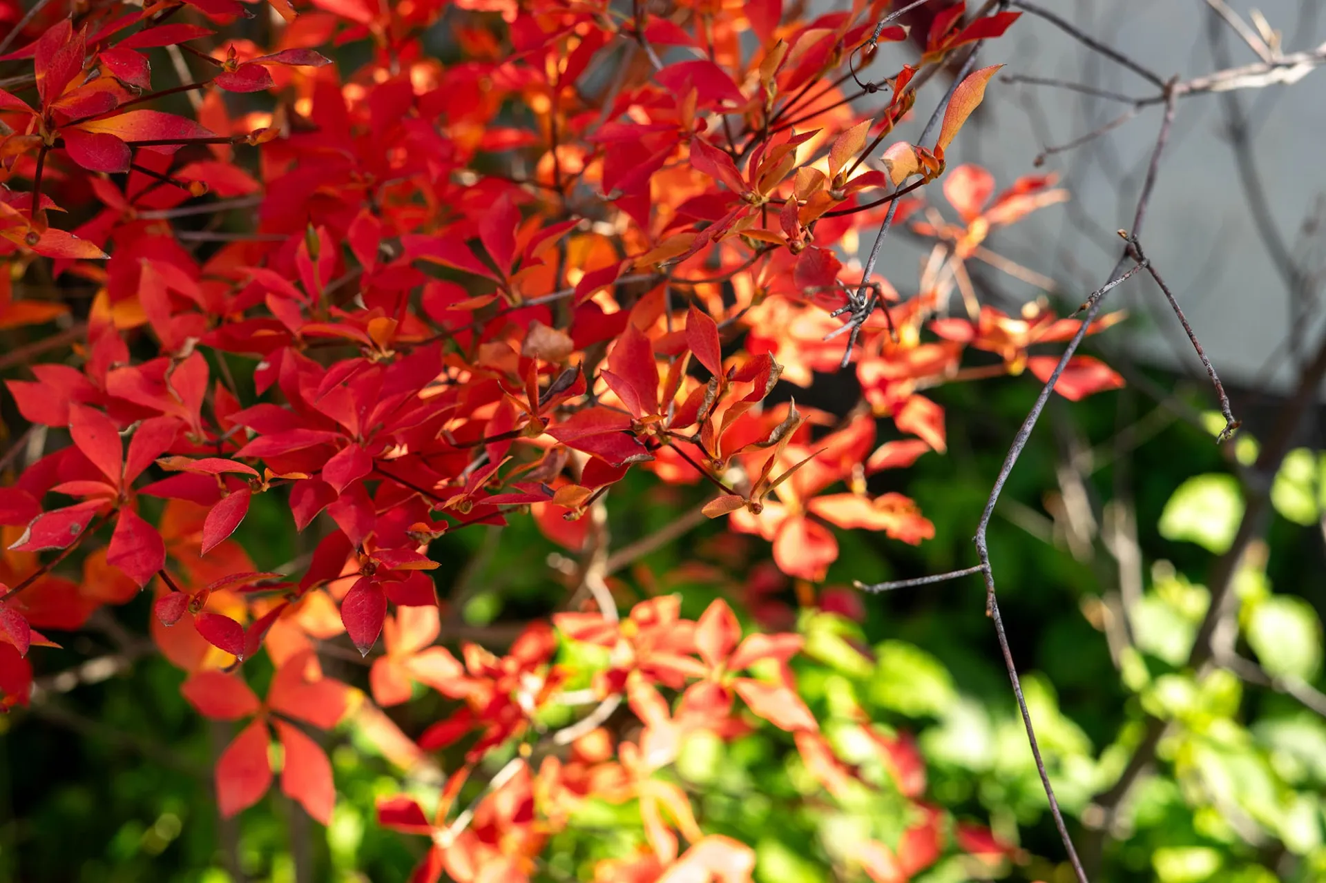 狭いスペースにも植えやすい“紅葉する低木”３つ