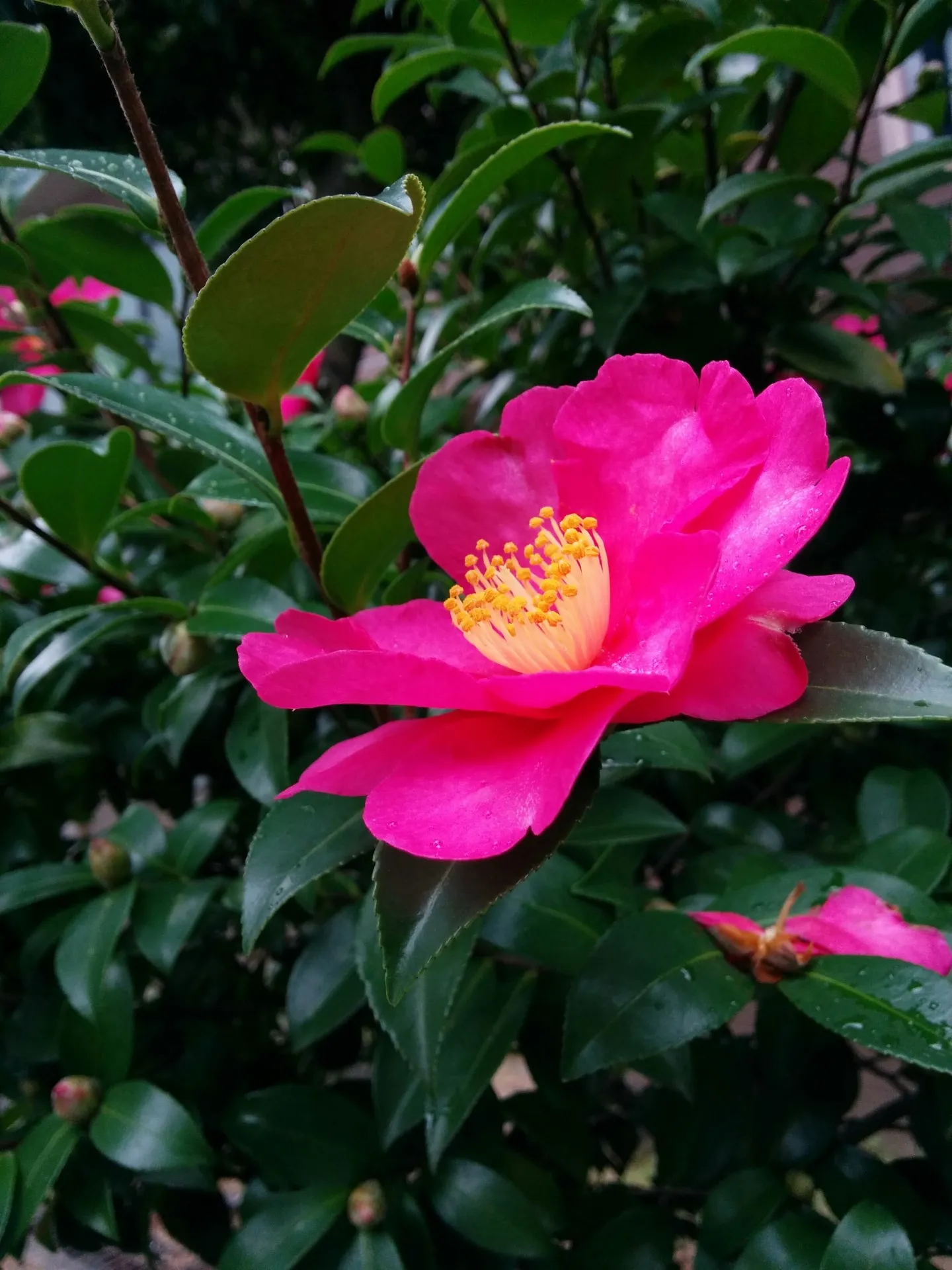晩秋から初冬を彩る　秋の終わりに花咲く草木