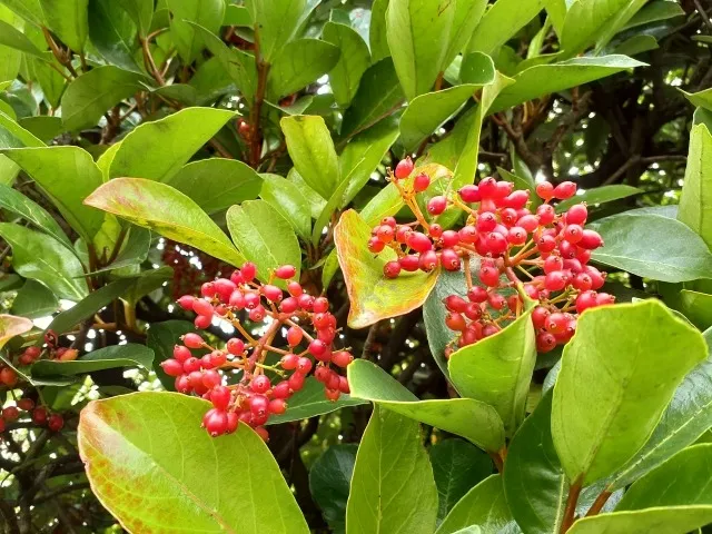 冬の庭を優しく彩る　冬に実のなる植物