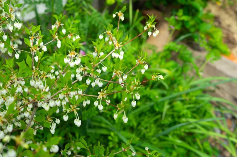 【春のお手入れ】今がチャンス！がんばらない「ラク〜な」雑草対策のポイント