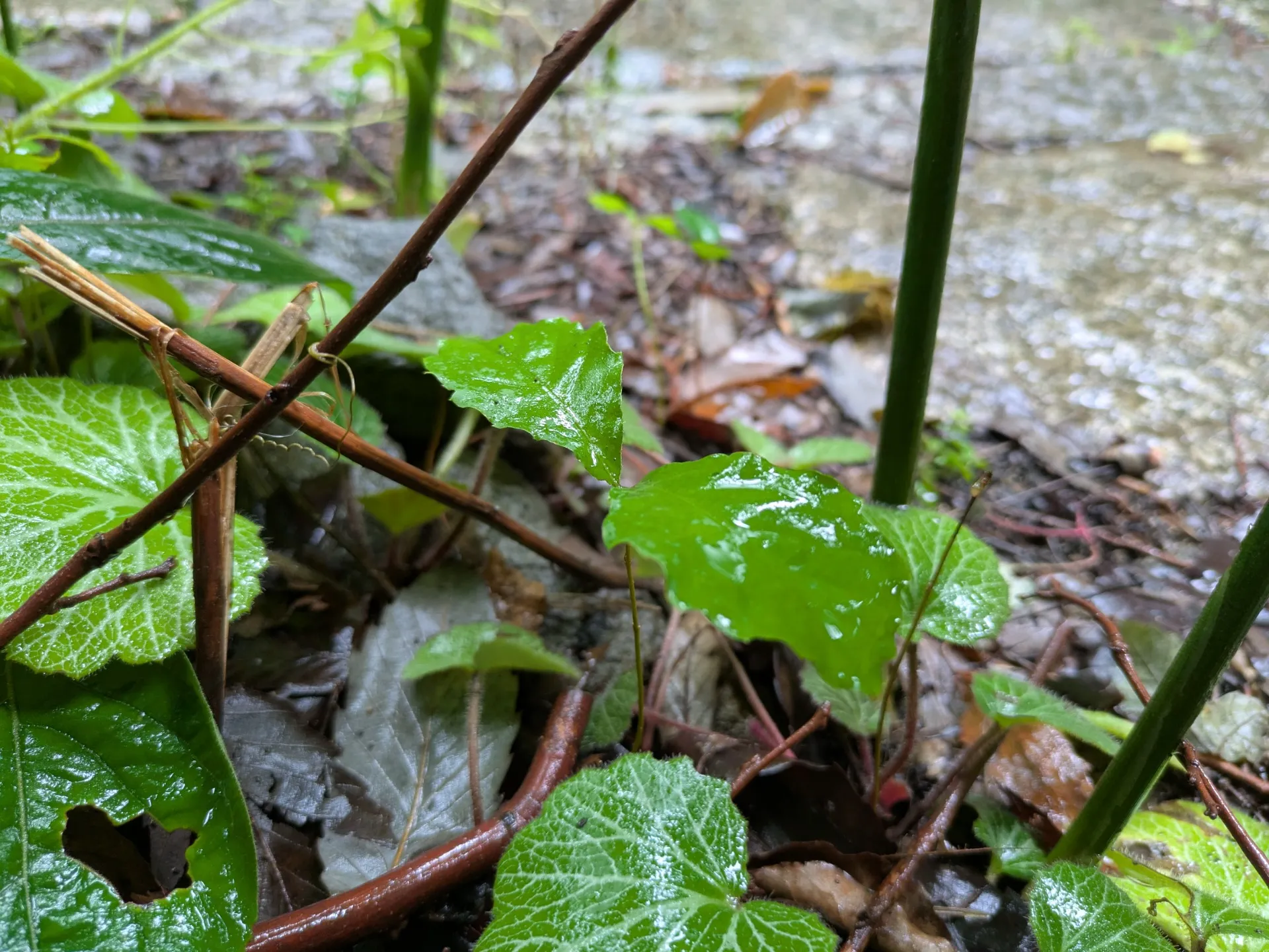 どんぐりの芽が出てきたので抜いてみました