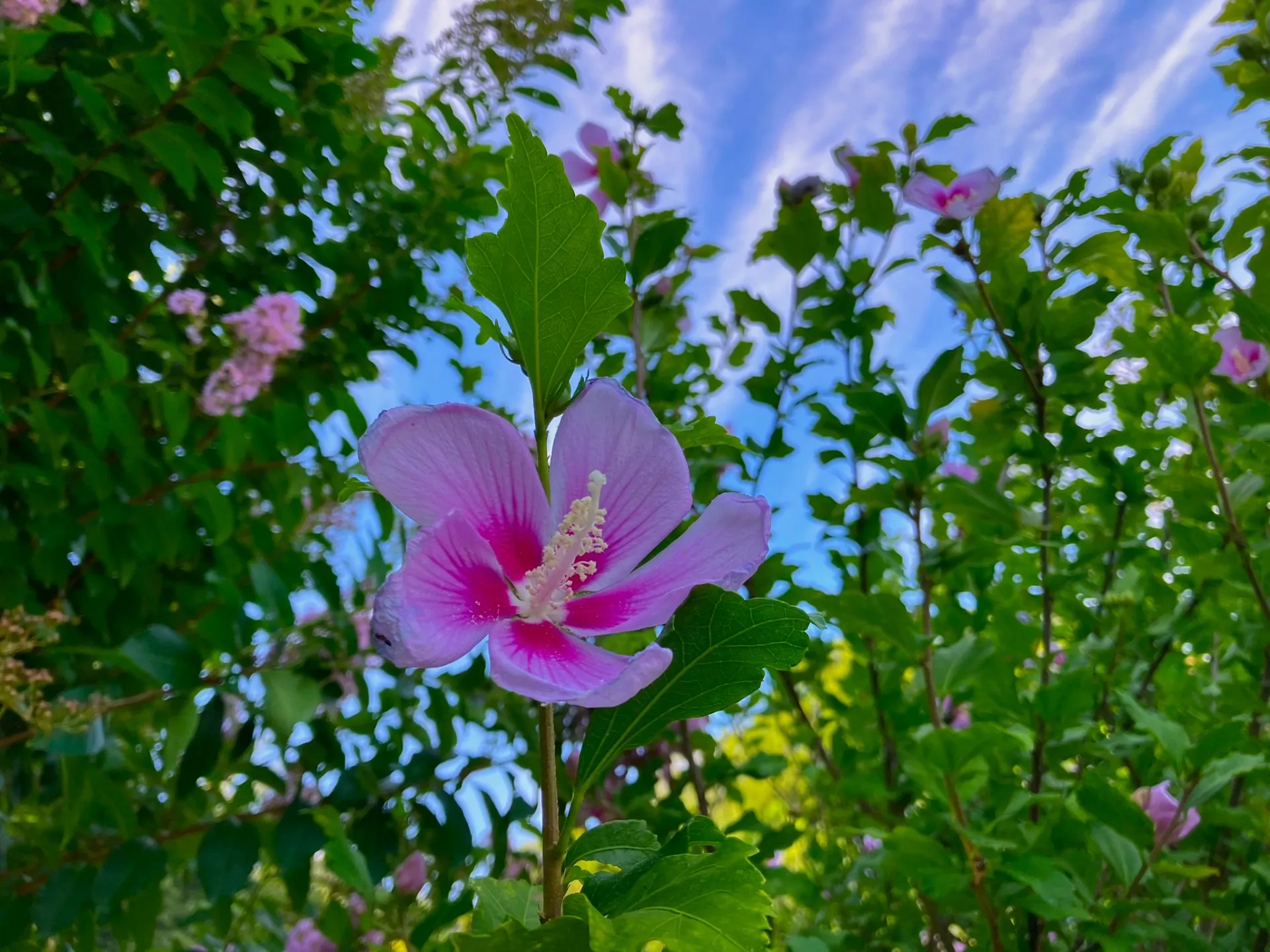 夏の庭におすすめの植物6選｜自然植栽によく合う花木・宿根草