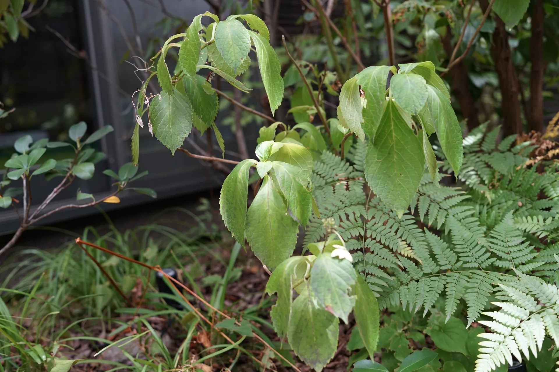 植栽が弱っている？夏の水不足のサインと対処方法