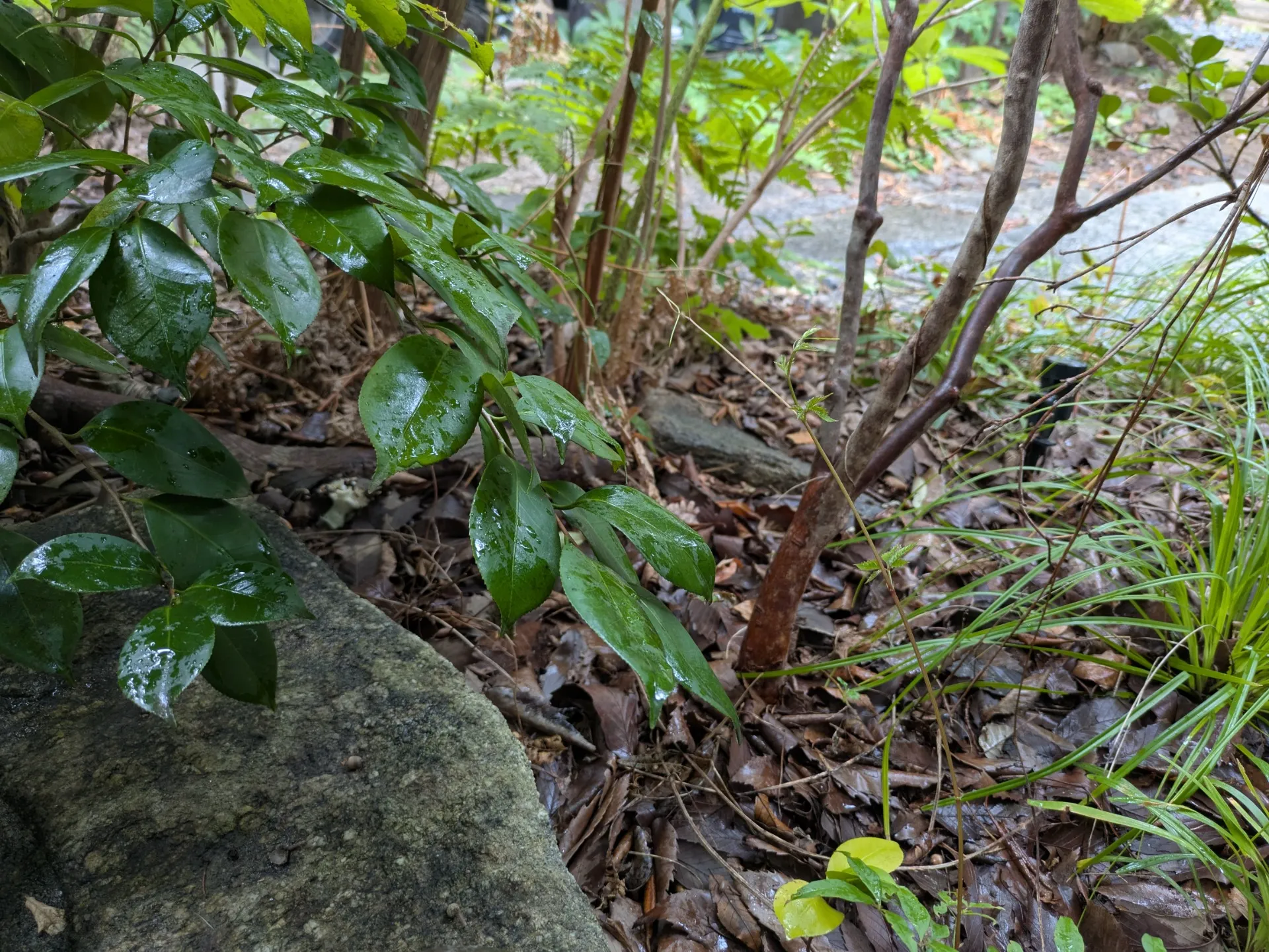 恵みの雨と、夏の終わりの庭