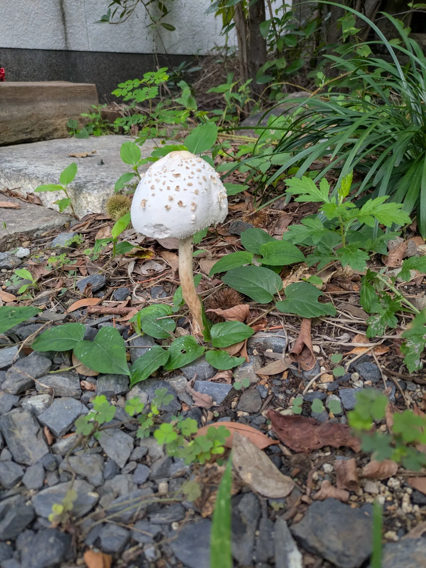 雨上がりの庭に、大きなキノコ